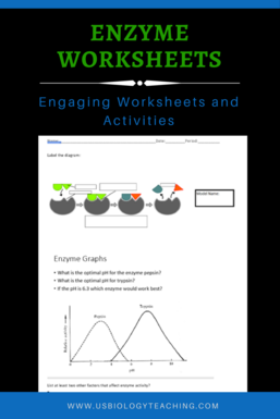 Enzyme Worksheet - USBiologyTeaching.com