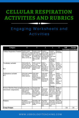 Cellular Respiration Worksheet - USBiologyTeaching.com